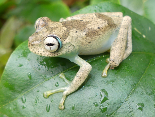 Figure 1. Amphibians and Chameleons like the two species on these pictures are among the many groups of organisms which receive limited to no conservation funding research support despite being among the most threatened groups on the planet. Photo Credit: Angelica Crottini
 